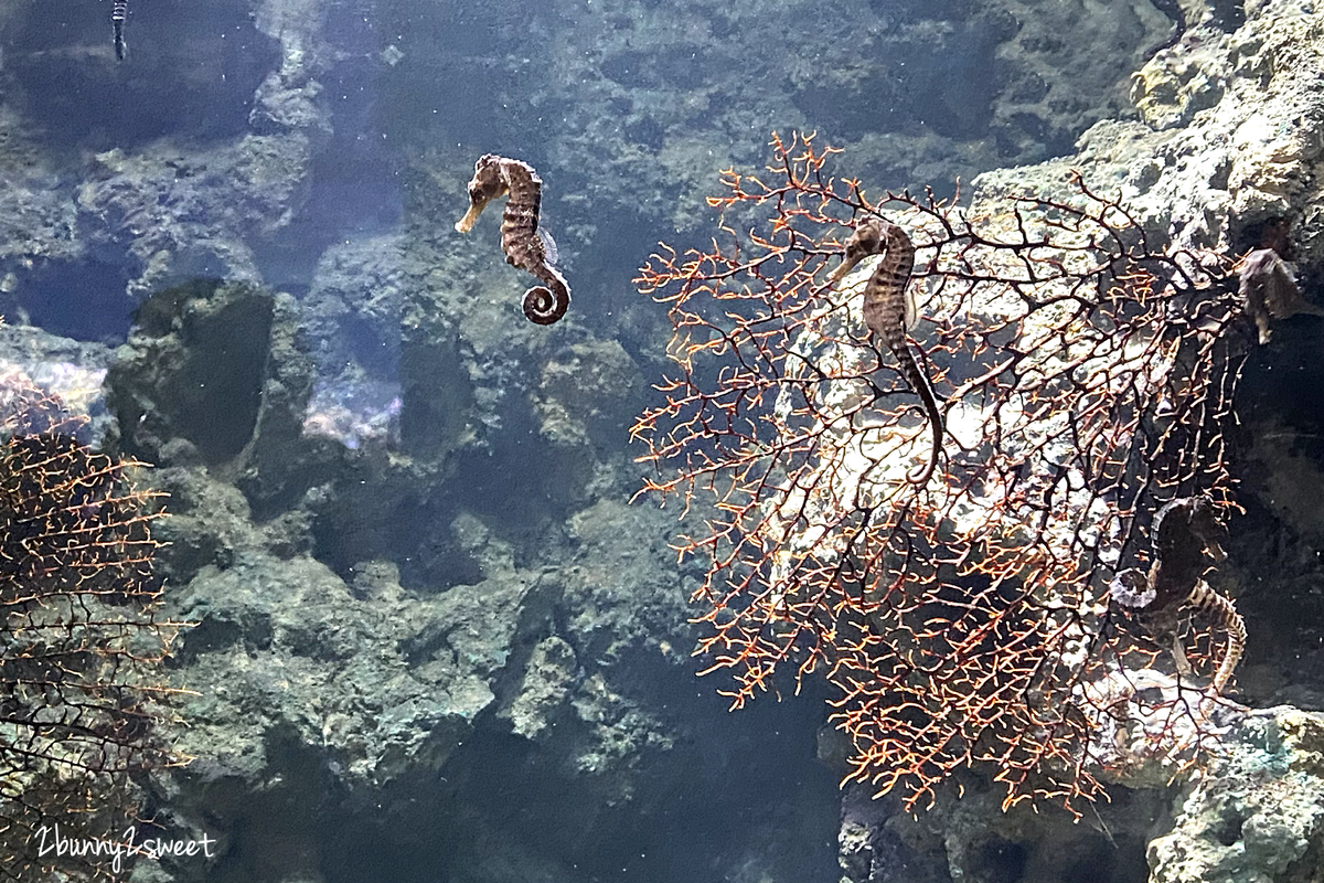 Xpark 水族館｜桃園景點～橫濱八景島跨海打造全台首座都會型水生公園 @兔兒毛毛姊妹花