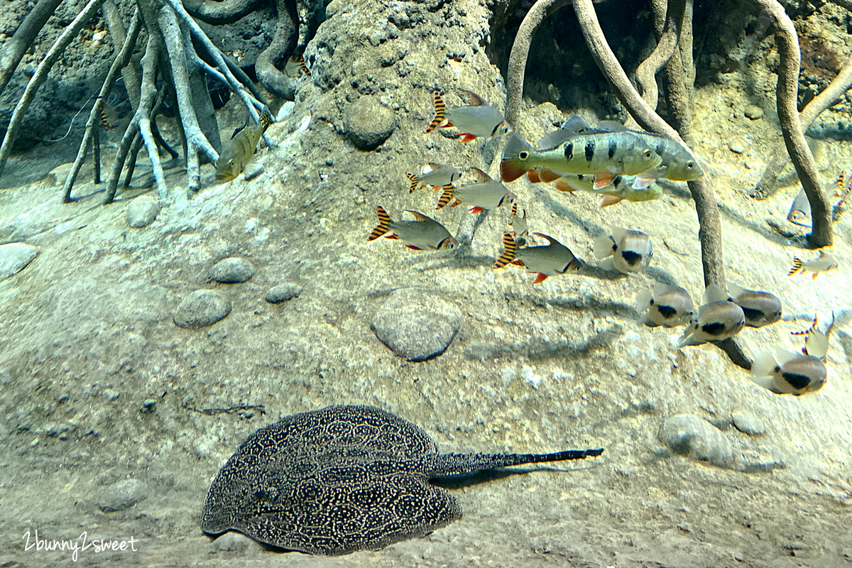 Xpark 水族館｜桃園景點～橫濱八景島跨海打造全台首座都會型水生公園 @兔兒毛毛姊妹花