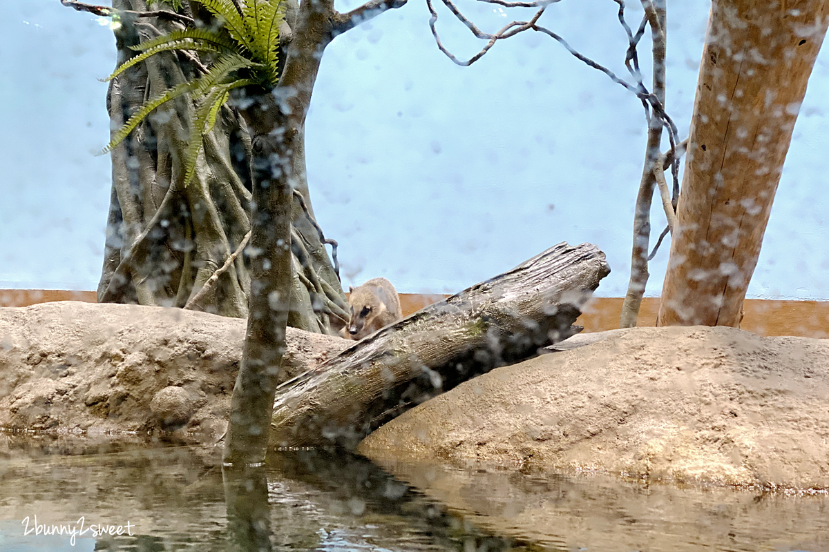 Xpark 水族館｜桃園景點～橫濱八景島跨海打造全台首座都會型水生公園 @兔兒毛毛姊妹花