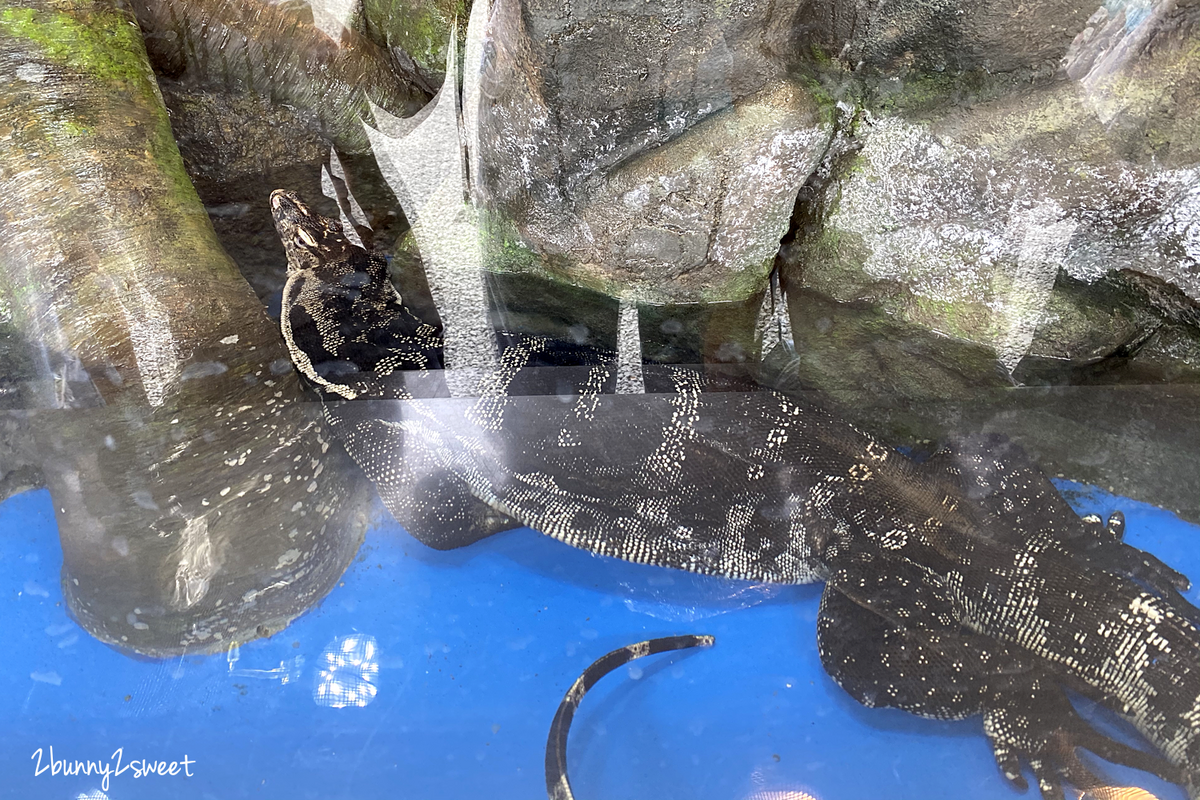 Xpark 水族館｜桃園景點～橫濱八景島跨海打造全台首座都會型水生公園 @兔兒毛毛姊妹花