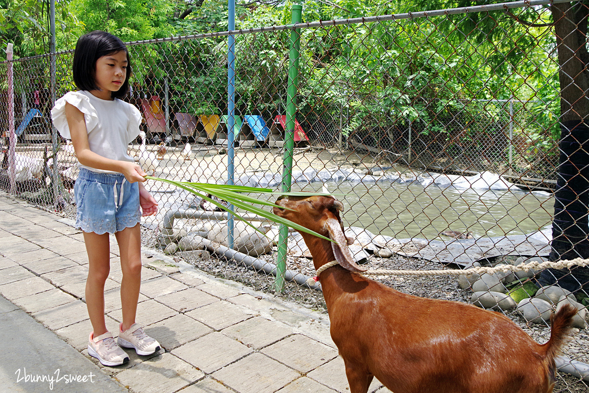 樹谷農場｜台南景點超高 CP 值小農場～60 元門票附飼料餵食小動物，還有樹屋溜滑梯 @兔兒毛毛姊妹花