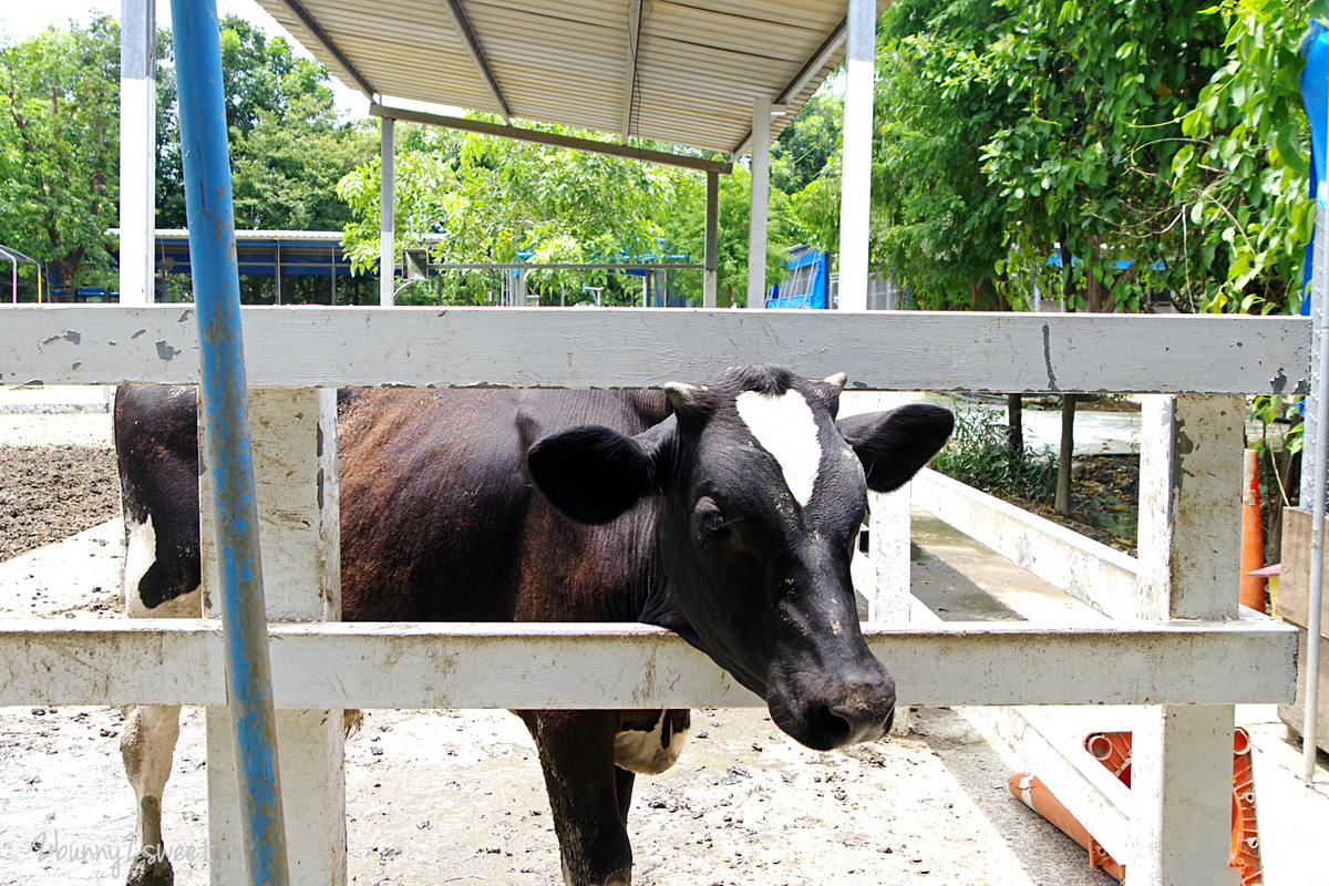 樹谷農場｜台南景點超高 CP 值小農場～60 元門票附飼料餵食小動物，還有樹屋溜滑梯 @兔兒毛毛姊妹花