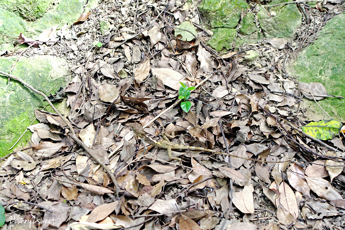 新北鶯歌一日遊》新北微笑山線。親子玩山趣｜鶯歌親子登山步道路線推薦～鶯歌石步道、孫龍步道，順遊鶯歌陶瓷老街、鶯歌陶瓷博物館、古鐘樓公園 @兔兒毛毛姊妹花