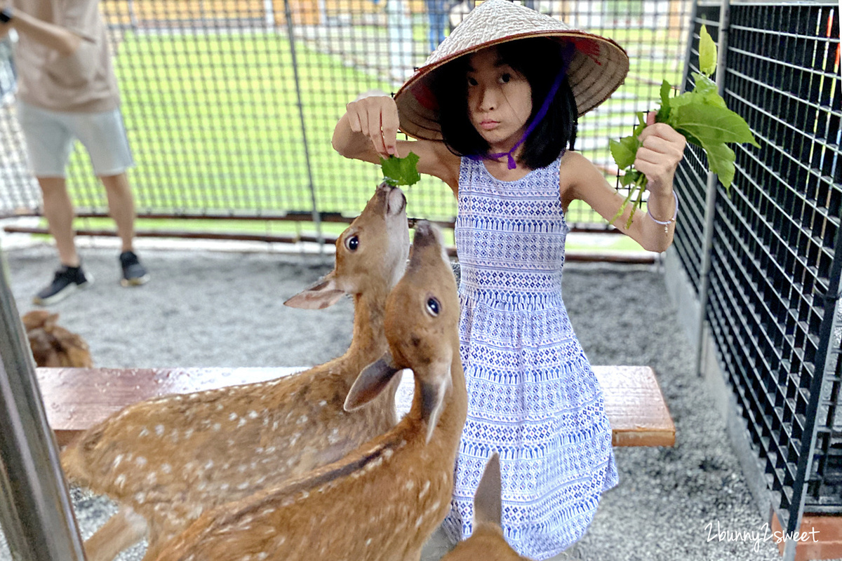 宜蘭親子景點》張美阿嬤農場～全台唯一能穿和服在日式庭園裡餵梅花鹿、水豚君的農場!! 另有 DIY 及農村體驗活動可報名｜停車場｜收費方式｜預約報名表連結|三星一日遊 @兔兒毛毛姊妹花