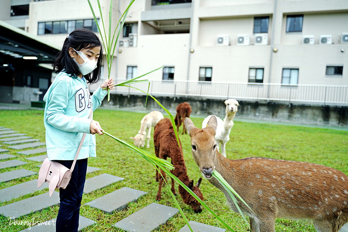 宜蘭親子景點》心花鹿 FUN～梅花湖畔全新開幕餵動物農場，梅花鹿、草泥馬、綿羊、羊駝、兔子、天竺鼠、袋鼠、鸚鵡都可以近距離互動｜宜蘭冬山景點｜梅花湖一日遊 @兔兒毛毛姊妹花