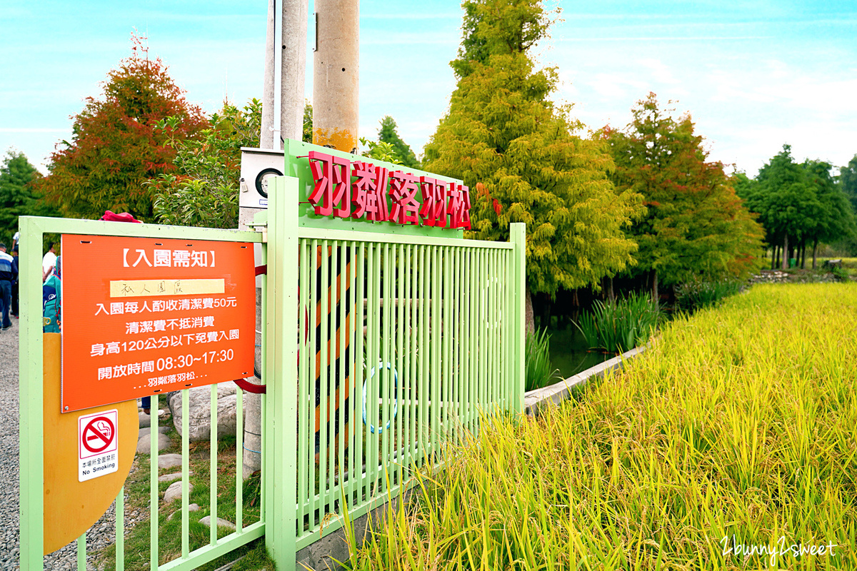 台中景點【羽粼落羽松】泰安落羽松秘境～秋冬必拍漸層色夢幻森林，美拍池塘場景美炸 @兔兒毛毛姊妹花