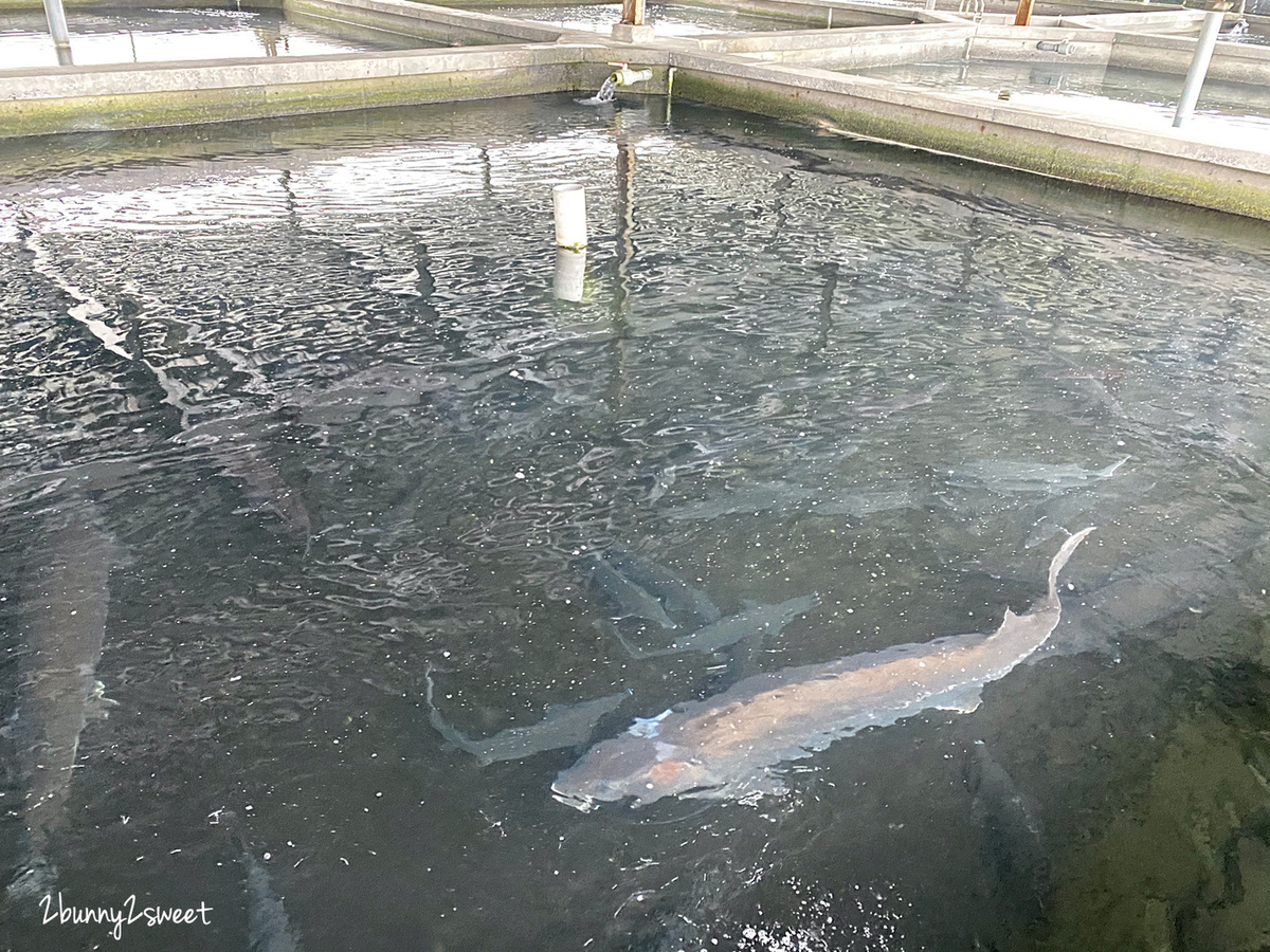 宜蘭親子景點》蘇澳漫遊經典小鎮｜大南澳自行車漫遊～朝陽漁港、神秘海灘、白蝦生態養殖場、南澳農產銷售中心 @兔兒毛毛姊妹花