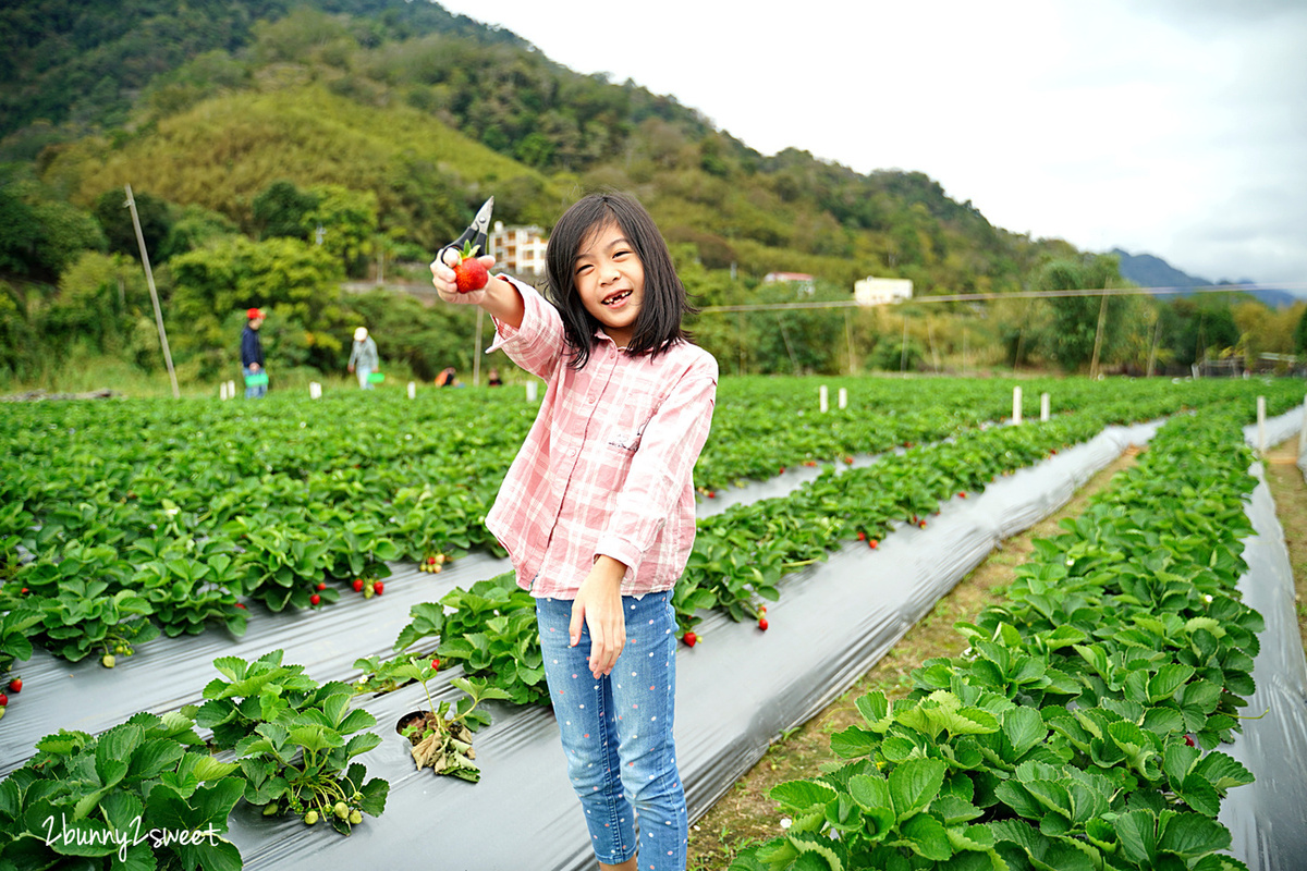 苗栗親子景點》大湖阿松高架草莓園～台三線大馬路旁、附設免費停車場、價格合理、熟果多又大的自採草莓園推薦，近大湖酒莊 @兔兒毛毛姊妹花