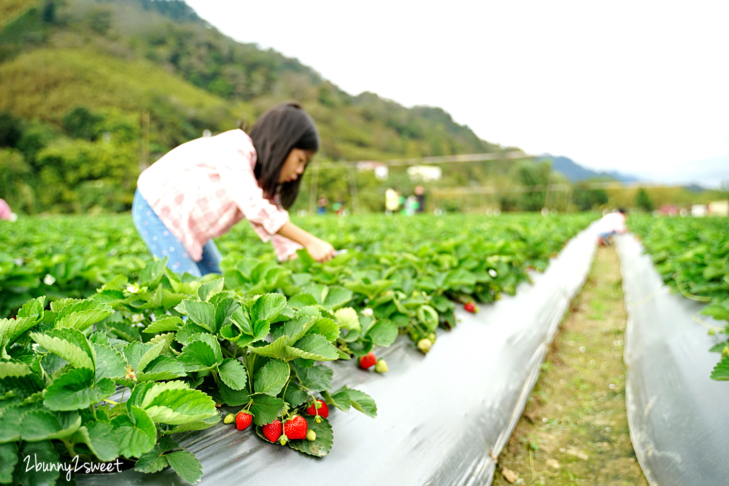 苗栗親子景點》大湖阿松高架草莓園～台三線大馬路旁、附設免費停車場、價格合理、熟果多又大的自採草莓園推薦，近大湖酒莊 @兔兒毛毛姊妹花