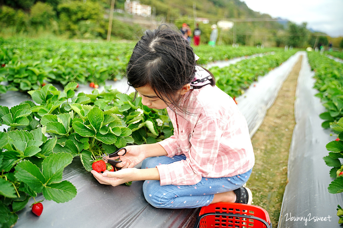 苗栗親子景點》大湖阿松高架草莓園～台三線大馬路旁、附設免費停車場、價格合理、熟果多又大的自採草莓園推薦，近大湖酒莊 @兔兒毛毛姊妹花