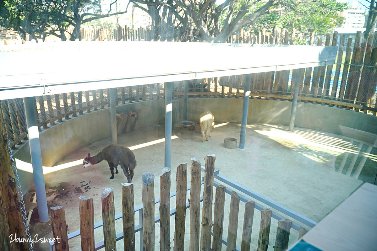 新竹親子餐廳》森林食堂 &#038; 森林野餐｜新竹市立動物園旁純白玻璃屋咖啡廳，邊吃超萌松鼠雞蛋糕邊看動物走來走去｜小栗子雞蛋糕 @兔兒毛毛姊妹花