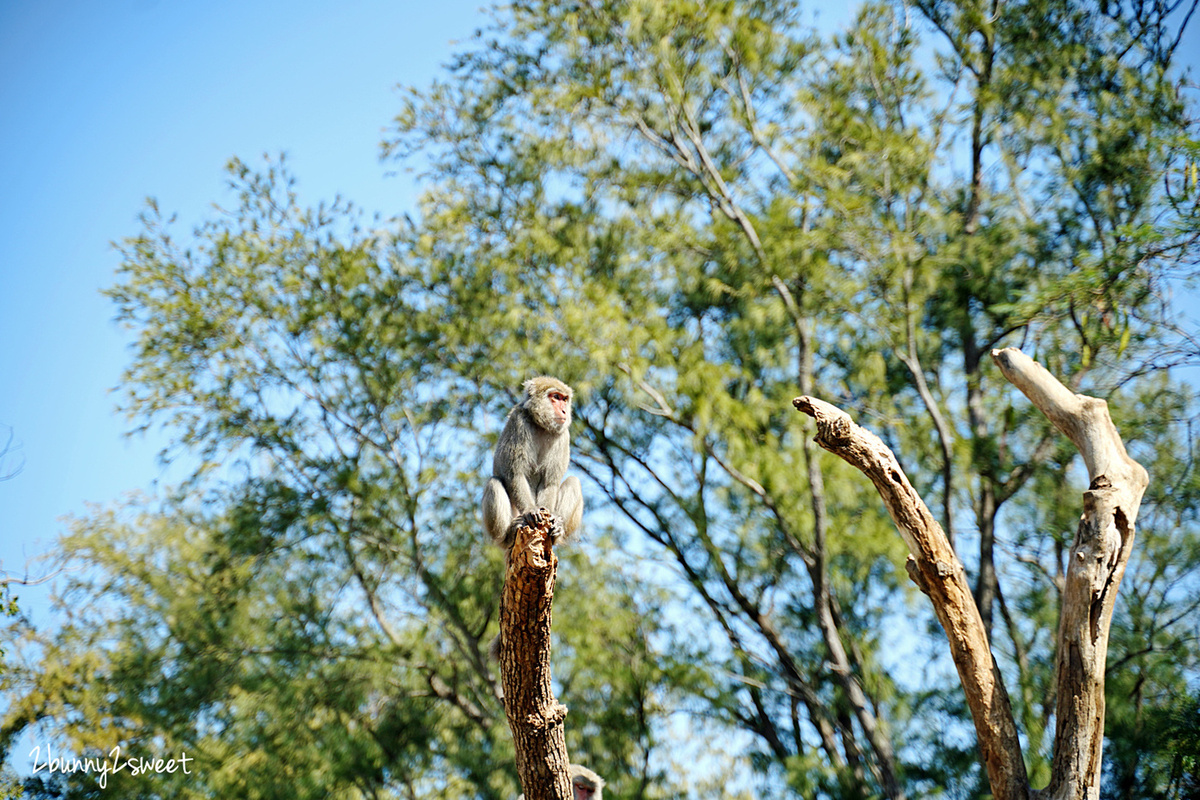 新竹景點【新竹市立動物園】全台最老動物園大變身，銅板價門票看動物、玩遊戲場 @兔兒毛毛姊妹花