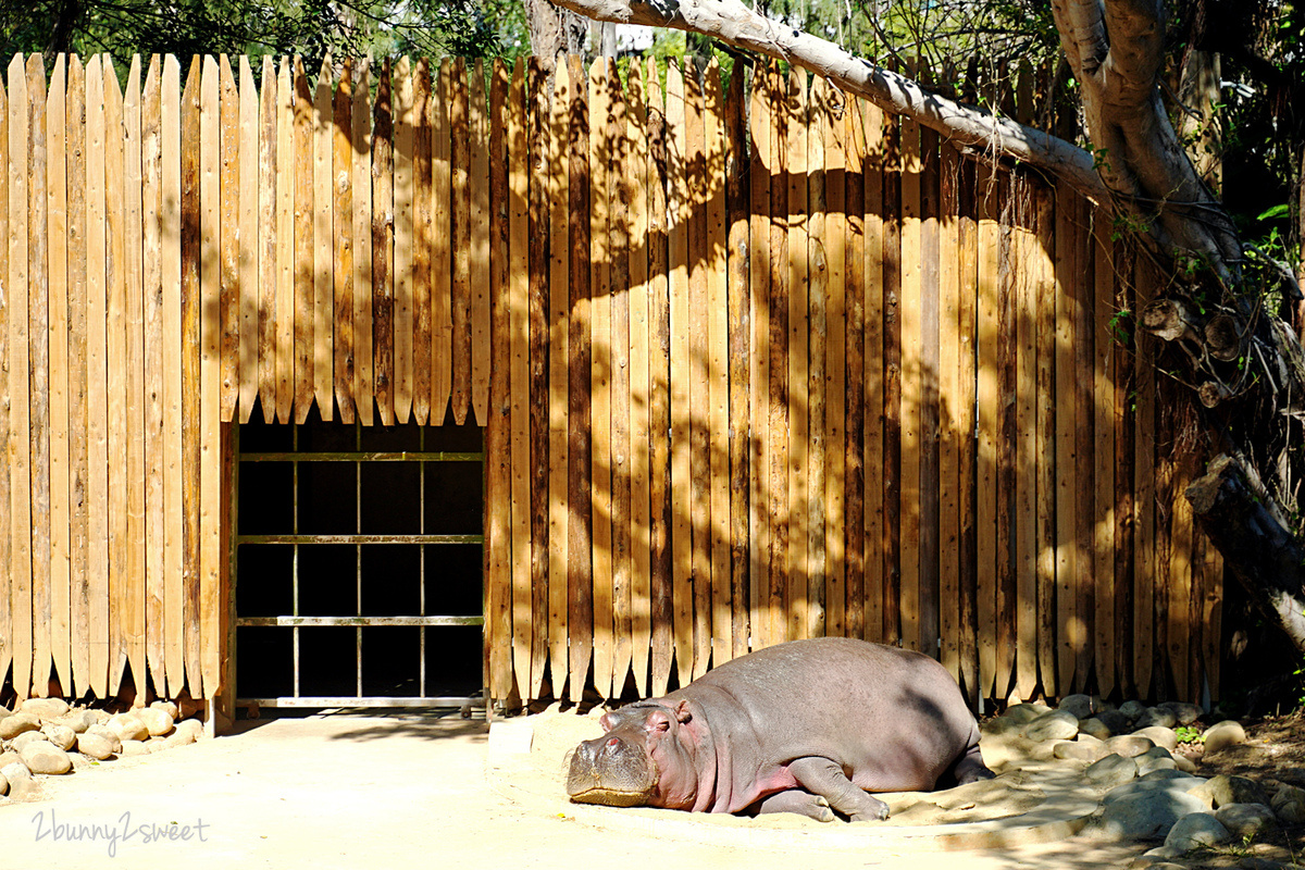 新竹景點【新竹市立動物園】全台最老動物園大變身，銅板價門票看動物、玩遊戲場 @兔兒毛毛姊妹花