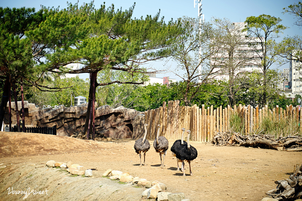 新竹景點【新竹市立動物園】全台最老動物園大變身，銅板價門票看動物、玩遊戲場 @兔兒毛毛姊妹花