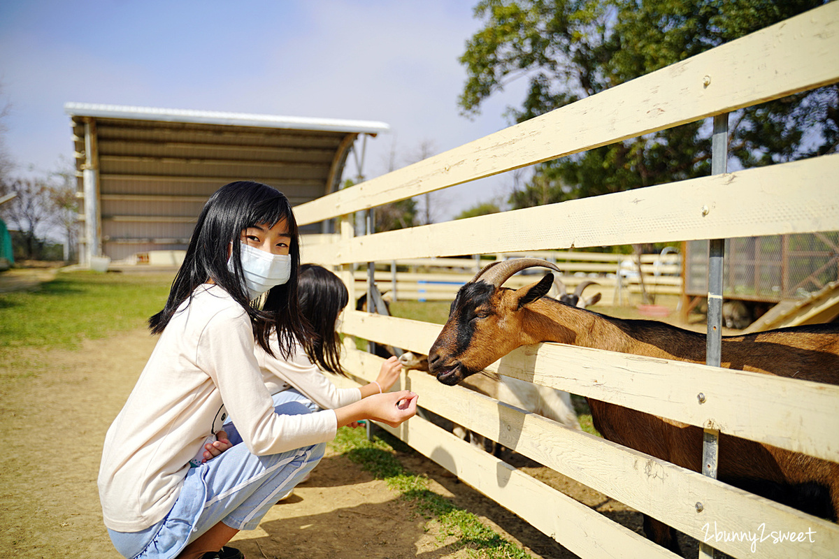 新竹親子餐廳》愛家農場～大沙坑、大草皮、小火車，還可以看孔雀、餵魚、餵羊咩咩～適合親子放風的景觀餐廳｜新竹美食推薦 @兔兒毛毛姊妹花