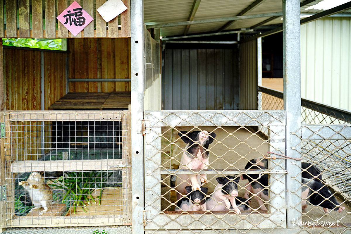 桃園景點「花鹿秘境-李家摸蜆農場」近距離餵食卡皮巴拉，還能釣螯蝦、戲水、用餐 @兔兒毛毛姊妹花