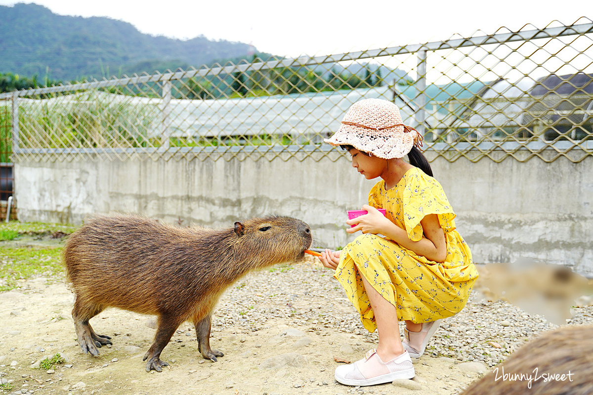 桃園景點「花鹿秘境-李家摸蜆農場」近距離餵食卡皮巴拉，還能釣螯蝦、戲水、用餐 @兔兒毛毛姊妹花