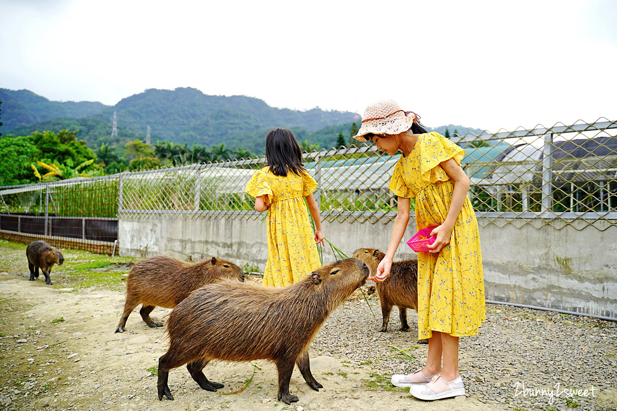 桃園景點「花鹿秘境-李家摸蜆農場」近距離餵食卡皮巴拉，還能釣螯蝦、戲水、用餐 @兔兒毛毛姊妹花