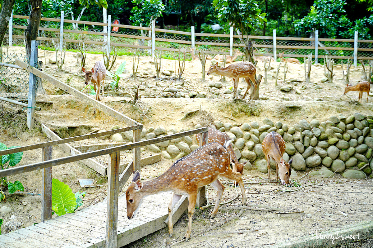 桃園景點「花鹿秘境-李家摸蜆農場」近距離餵食卡皮巴拉，還能釣螯蝦、戲水、用餐 @兔兒毛毛姊妹花