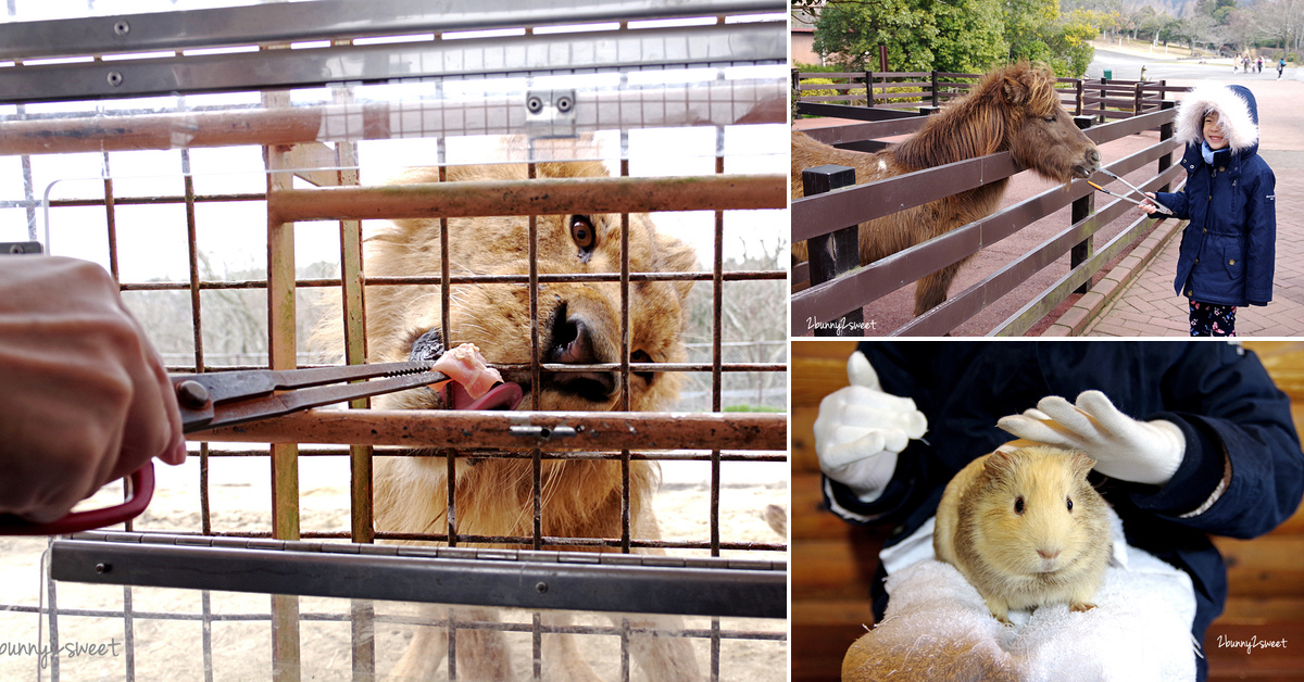 九州親子景點》九州自然野生動物園 African Safari～搭乘叢林巴士近距離餵獅子、看長頸鹿、餵大象，還有可愛動物可以互動 @兔兒毛毛姊妹花