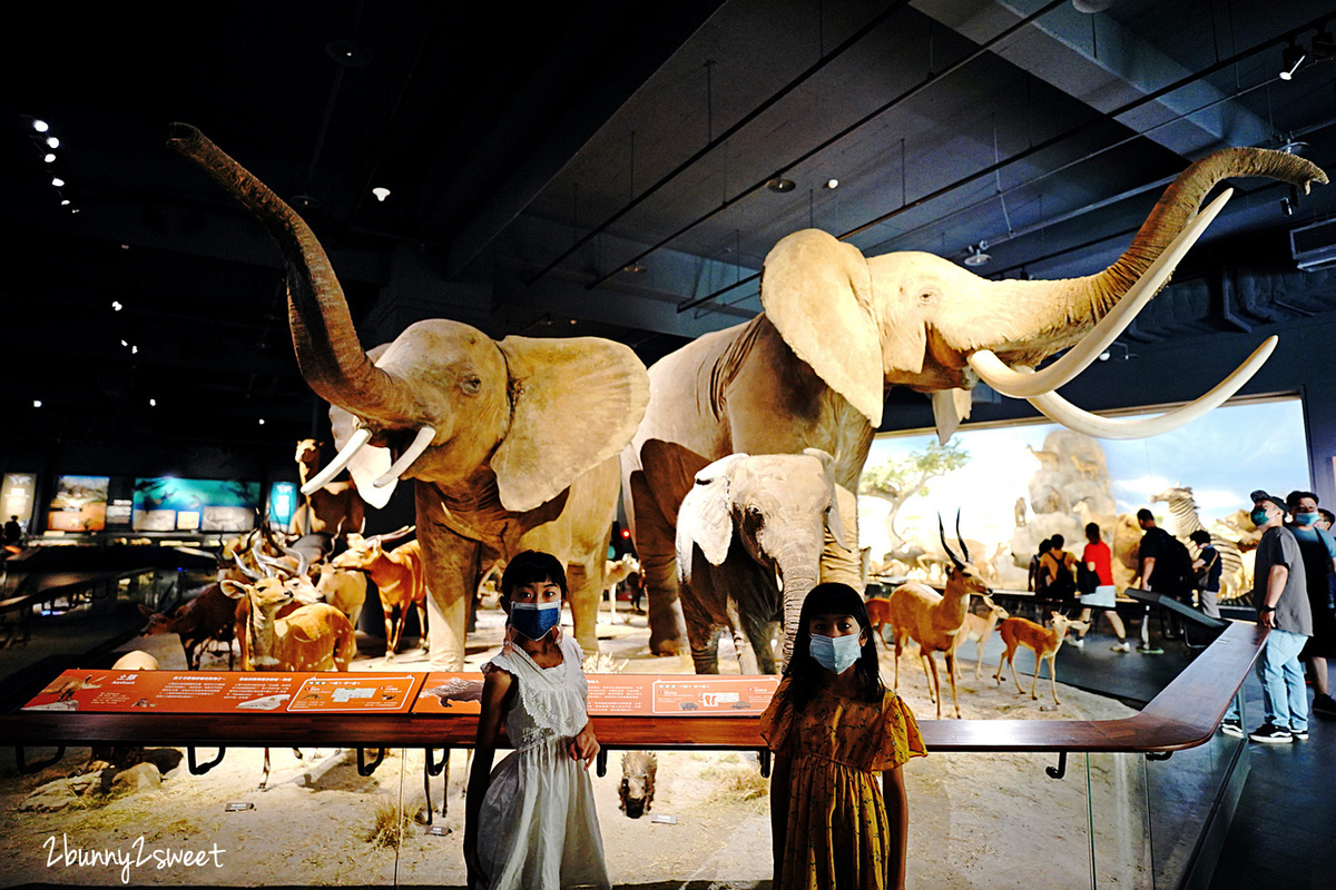 台南景點「奇美博物館」 全台館藏最豐富的私人博物館，巨量動物標本彷彿置身非洲大草原 @兔兒毛毛姊妹花