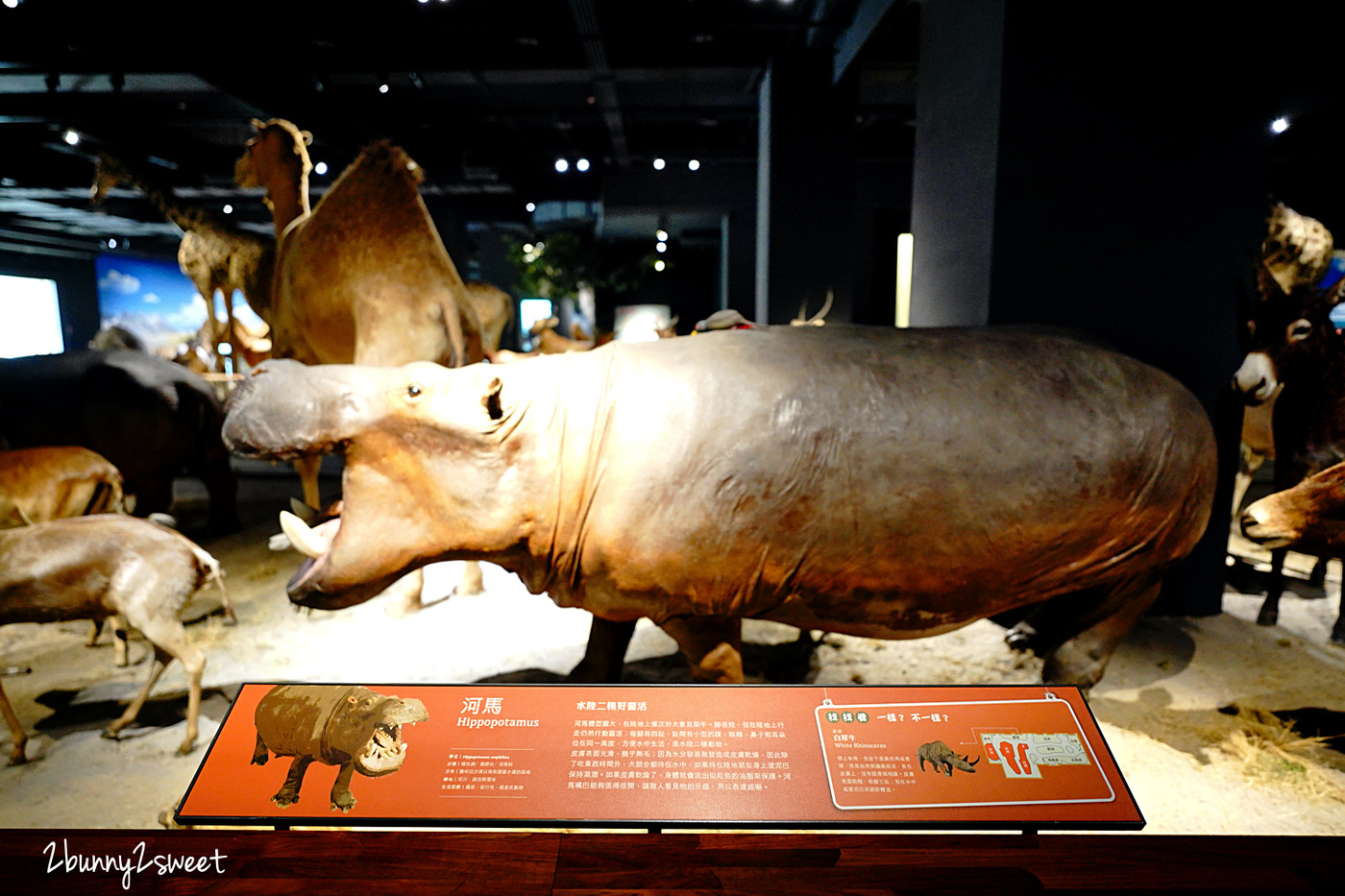 台南景點「奇美博物館」 全台館藏最豐富的私人博物館，巨量動物標本彷彿置身非洲大草原 @兔兒毛毛姊妹花