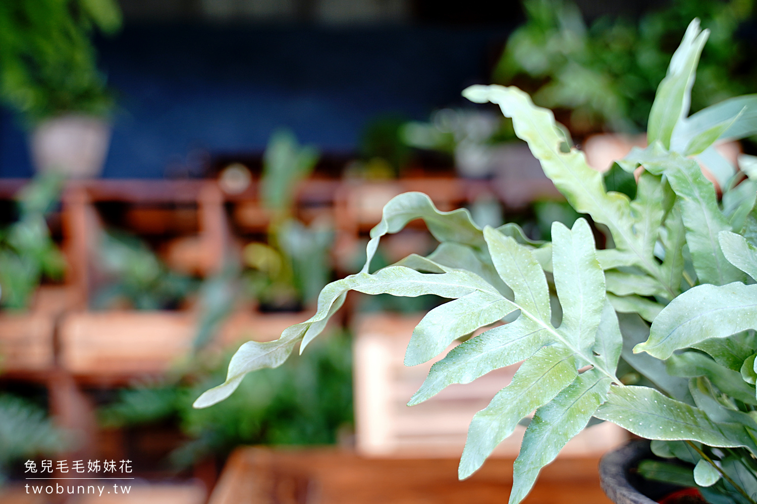 陽明山野人花園｜台北景觀餐廳森林系咖啡輕食植物店，不限時享受超美綠植庭園和山景 @兔兒毛毛姊妹花