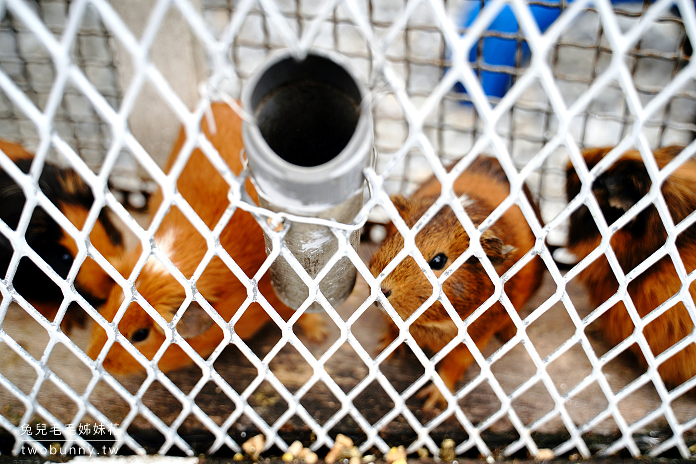 廣興農場鴨母寮豬哥窟｜宜蘭冬山摸蜆兼洗褲、餵動物、控窯 DIY，還有阿嬤古早味料理 @兔兒毛毛姊妹花