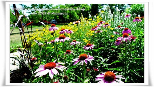 [2009 Minnesota] Sculpture Garden 的花花世界 @兔兒毛毛姊妹花