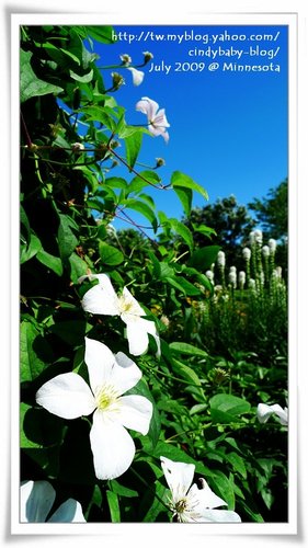 [2009 Minnesota] Sculpture Garden 的花花世界 @兔兒毛毛姊妹花