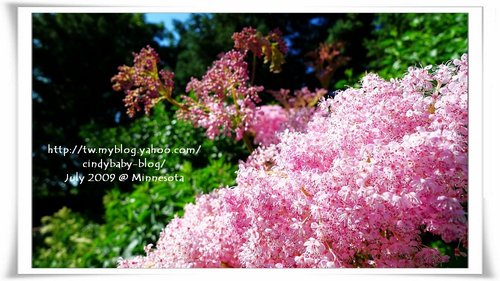 [2009 Minnesota] Sculpture Garden 的花花世界 @兔兒毛毛姊妹花