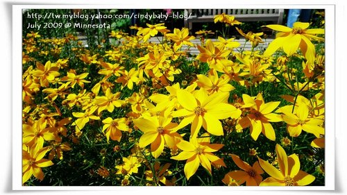 [2009 Minnesota] Sculpture Garden 的花花世界 @兔兒毛毛姊妹花