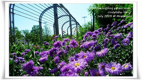 [2009 Minnesota] Sculpture Garden 的花花世界 @兔兒毛毛姊妹花