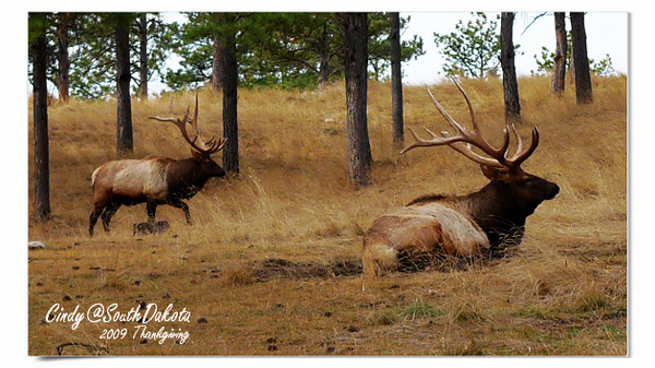 [2009 South Dakota] 感恩狂飆之旅(八)~熊出沒。Bear Country @兔兒毛毛姊妹花