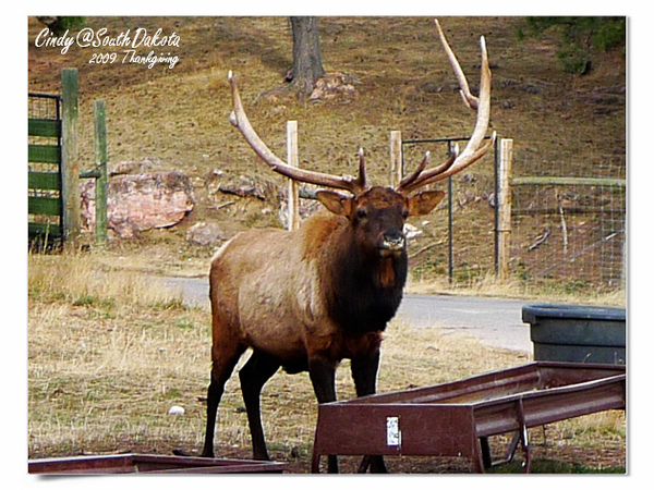 [2009 South Dakota] 感恩狂飆之旅(八)~熊出沒。Bear Country @兔兒毛毛姊妹花