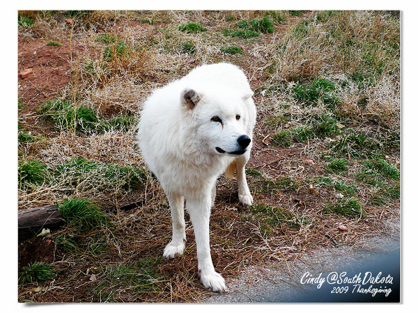 [2009 South Dakota] 感恩狂飆之旅(八)~熊出沒。Bear Country @兔兒毛毛姊妹花