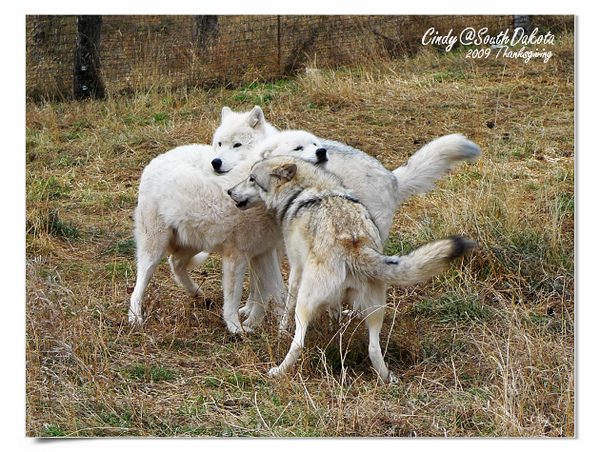 [2009 South Dakota] 感恩狂飆之旅(八)~熊出沒。Bear Country @兔兒毛毛姊妹花