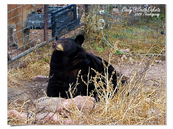 [2009 South Dakota] 感恩狂飆之旅(八)~熊出沒。Bear Country @兔兒毛毛姊妹花