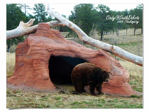 [2009 South Dakota] 感恩狂飆之旅(八)~熊出沒。Bear Country @兔兒毛毛姊妹花