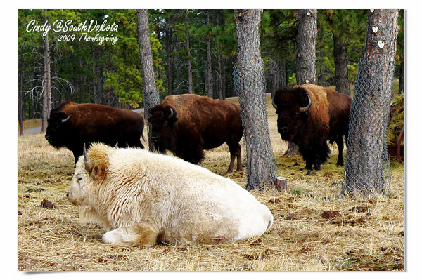 [2009 South Dakota] 感恩狂飆之旅(八)~熊出沒。Bear Country @兔兒毛毛姊妹花