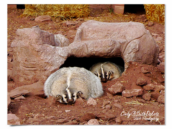 [2009 South Dakota] 感恩狂飆之旅(八)~熊出沒。Bear Country @兔兒毛毛姊妹花