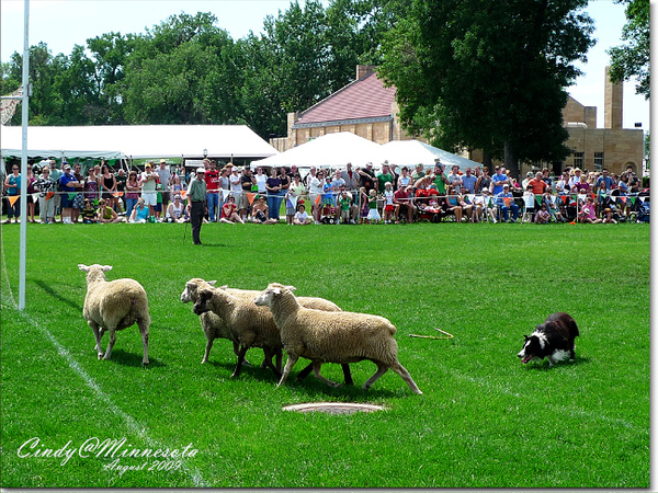 [2010 Minnesota] 317。綠色。幸運草。IRISH @兔兒毛毛姊妹花